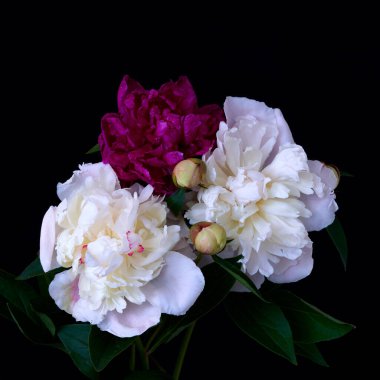  Siyah arka planda büyüyen şakayık çiçeği                              