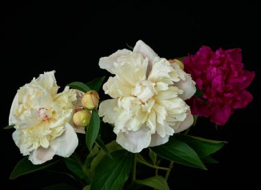  Siyah arka planda büyüyen şakayık çiçeği                              