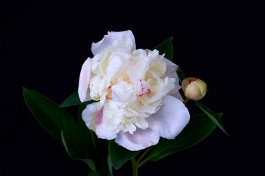  Siyah arka planda büyüyen şakayık çiçeği                              