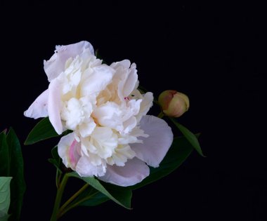  Siyah arka planda büyüyen şakayık çiçeği                              