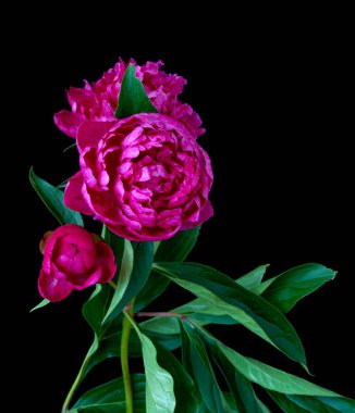  Siyah arka planda büyüyen şakayık çiçeği                              