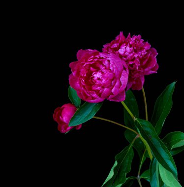  Siyah arka planda büyüyen şakayık çiçeği                              