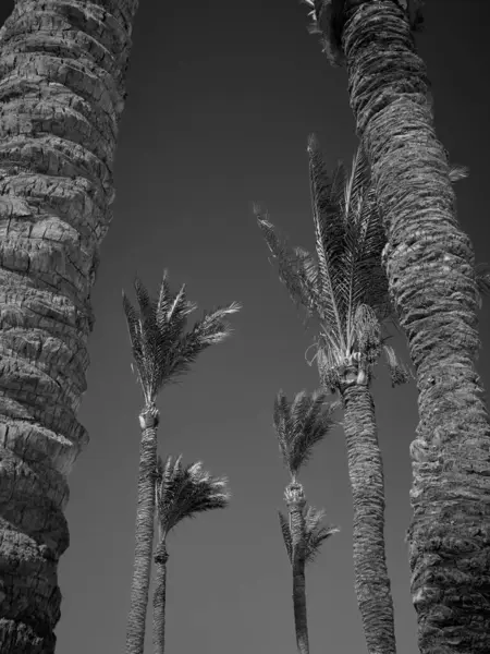 Mavi gökyüzünde büyüyen palmiye ağacı