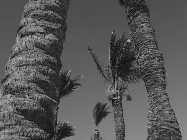 Mavi gökyüzünde büyüyen palmiye ağacı