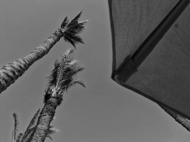 Palmiye ağaçları mavi gökyüzünde yetişir