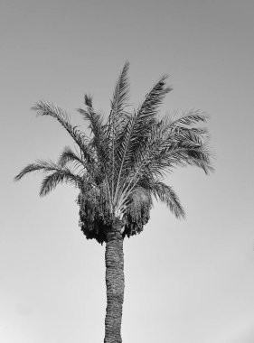 Güzel gökyüzü olan bir palmiye ağacı. seyahat ve doğa arka planı.