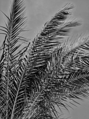 Mavi gökyüzüne karşı palmiye ağaçları, yaz ve seyahat geçmişi. monokrom görüntüsü. Boşluğu kopyala