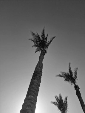 Güzel bir gökyüzünün arka planında palmiye ağaçları.