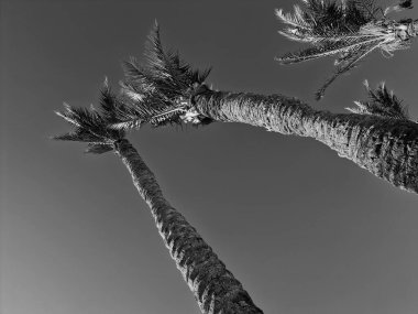 Akdeniz kıyısındaki palmiye ağacı, İspanya