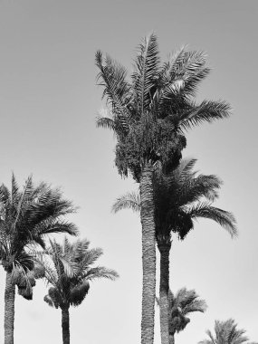 Mısır'daki palmiye ağaçları
