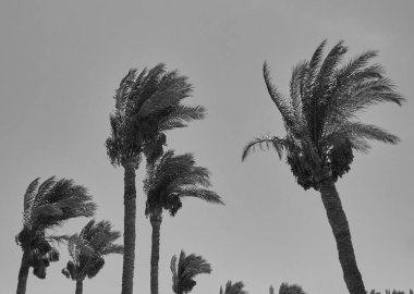 palmiye ağaçları Rüzgar