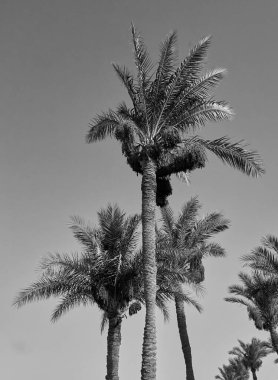 Güzel bir geçmişi olan bir palmiye ağacı