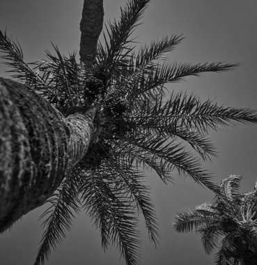 Siyah ve beyaz renkli palmiye ağaçları