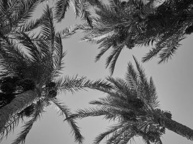 siyah beyaz fotoğraf palmiye ağaçları
