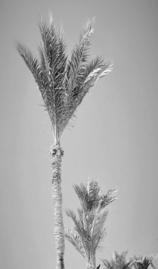 Sahilde palmiye ağacı