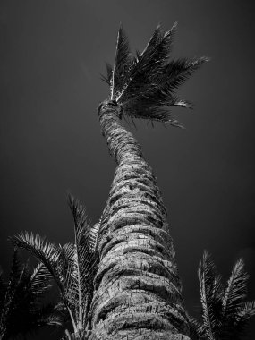 Rüzgarda sallanan palmiye ağacı Gece gökyüzünde