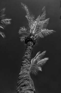 Sahilde palmiye ağacı