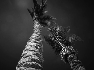 Gökte bir palmiye ağacı