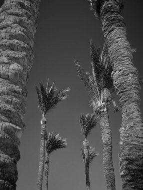 Ada tenerife İspanya