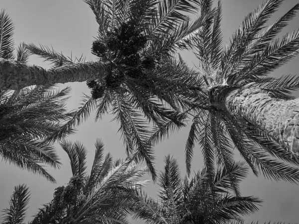 Barselona, İspanya 'da palmiye ağacı.