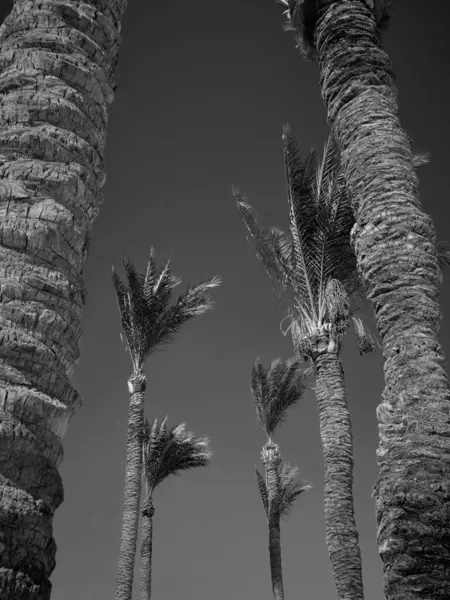 Ada tenerife İspanya