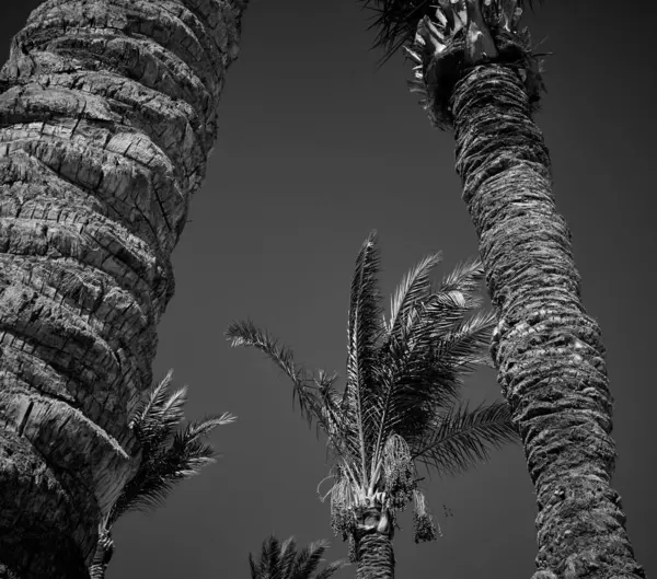 Mavi gökyüzü arkaplanlı palmiye ağacı