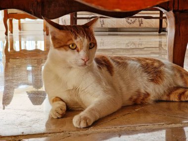 Hayvanat bahçesindeki kedi