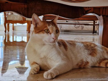 Evde sevimli evcil kedi