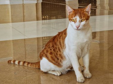 Sokaktaki sevimli kedi.