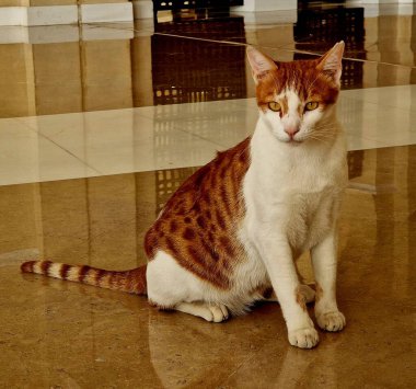 Dairede oturan Mısırlı kızıl kedi