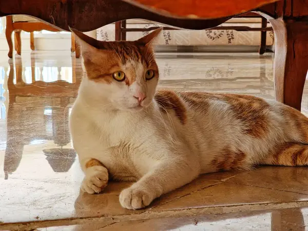 Hayvanat bahçesindeki kedi