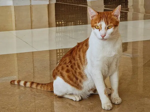 Sokaktaki sevimli kedi.