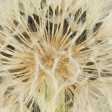 Tarlada yetişen çiçekleri tuzla.                               