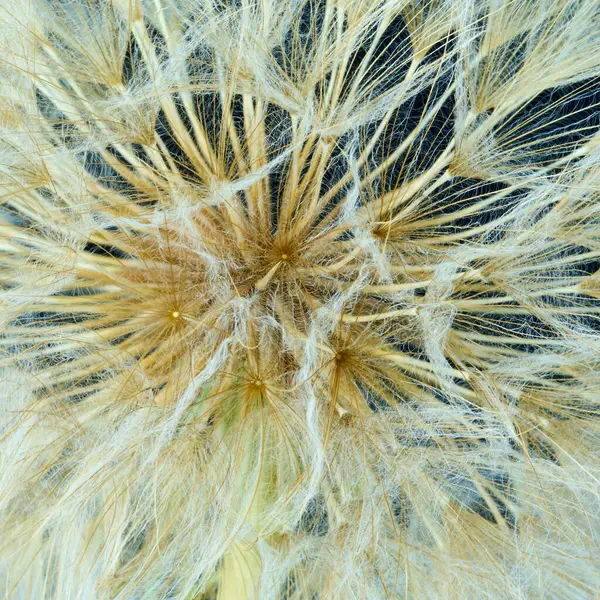 Tarlada yetişen çiçekleri tuzla.                               