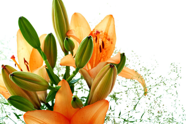 beautiful flowers on background, close up                               