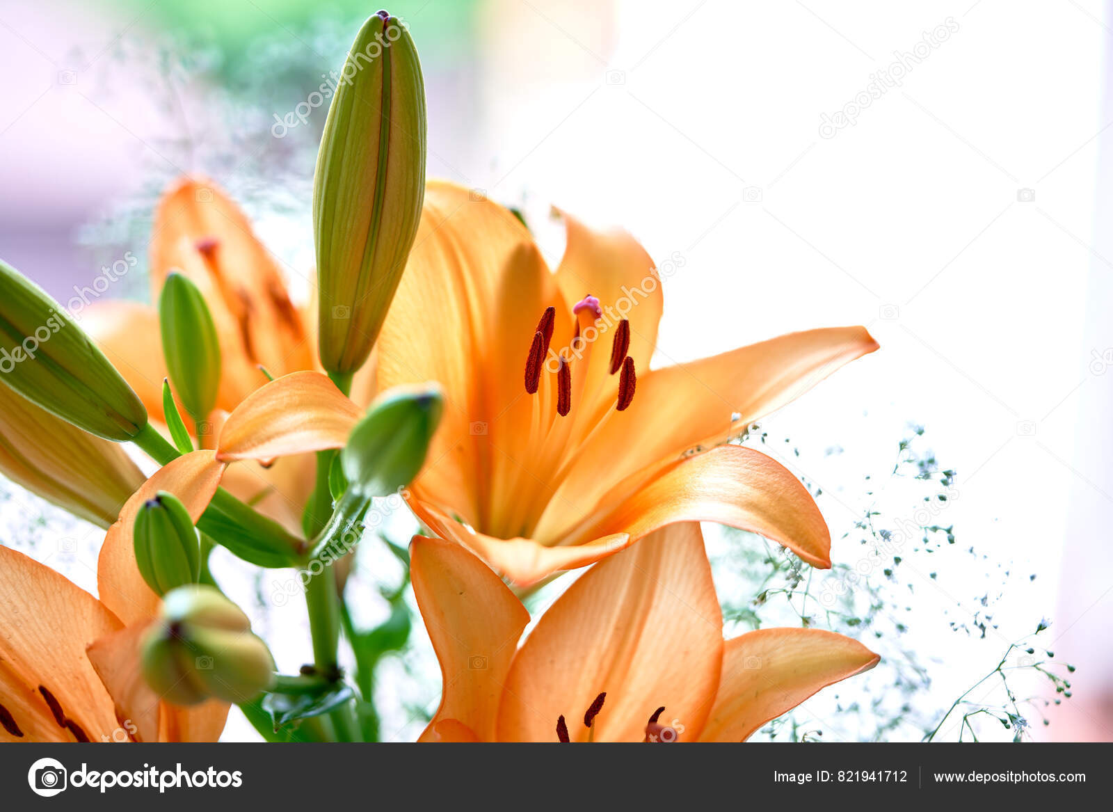 Imágenes de Naranjas lirios flores de verano libres de derechos |  DepositPhotos, image size:1600x1167