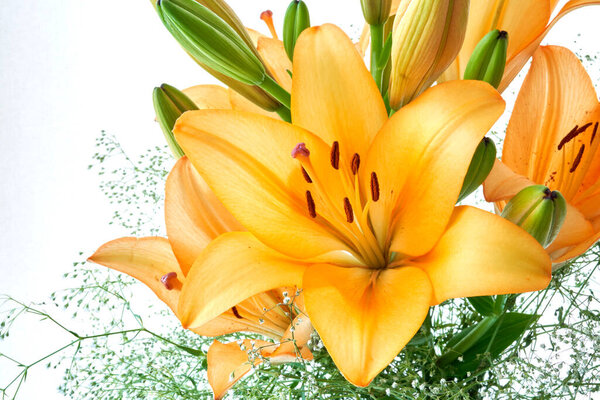   orange lily flower close up                            