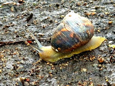 Salyangoz yerde sürünüyor.