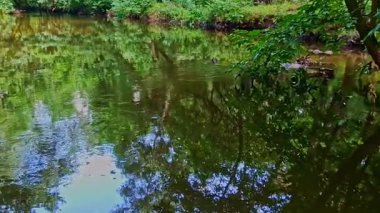 Nehrin yakınındaki ormanda çekilen manzara görüntüleri.