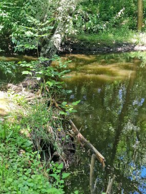 Ormandaki yeşil nehir