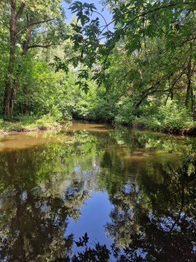 Ormandaki nehrin güzel manzarası