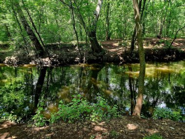 Ormanın güzel manzarası