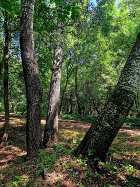 Ormanda yeşil ağaçlar