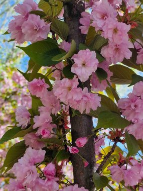 Japonya 'da ilkbaharda kiraz çiçekleri açar.              