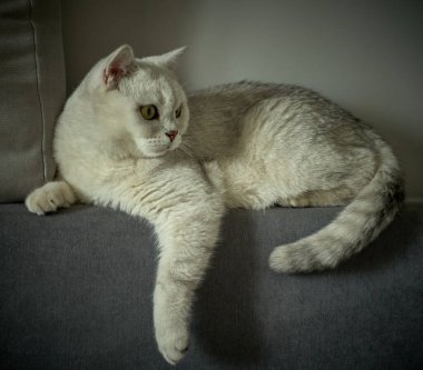  İskoç beyaz kedisi bir dairedeki kanepede yatıyor.                              