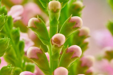 Bahçedeki güzel pembe çiçekler. Sığ alan derinliğinde makro atış                               