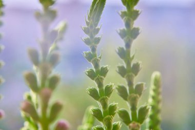 Bahçedeki güzel pembe çiçekler. Sığ alan derinliğinde makro atış                  