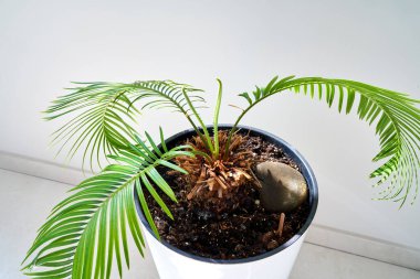  Yeşil bir tropikal bitkinin yakın görüntüsü                           