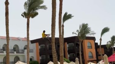 Hurma ağacının meyvesinden.