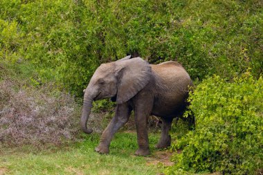 a baby elephant walks free in the forest of an African reserve in Tanzania. Close up